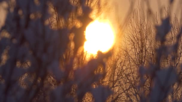 Jahreszeiten Die Sonne Rahmen Sonnenaufgang Zwischen Den Zweigen Der Bäume — Stockvideo