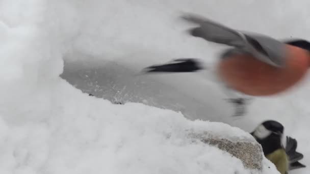 Birds Winter Different Birds Feed Cold Season Driving Each Other — Stock Video