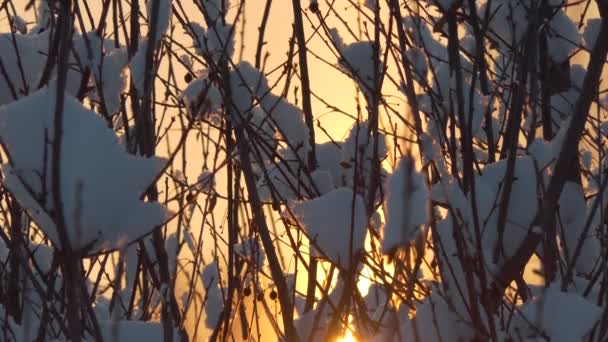 Seasons Sun Frame Sunrise Branches Trees Spring Forest Siberia — Vídeo de stock