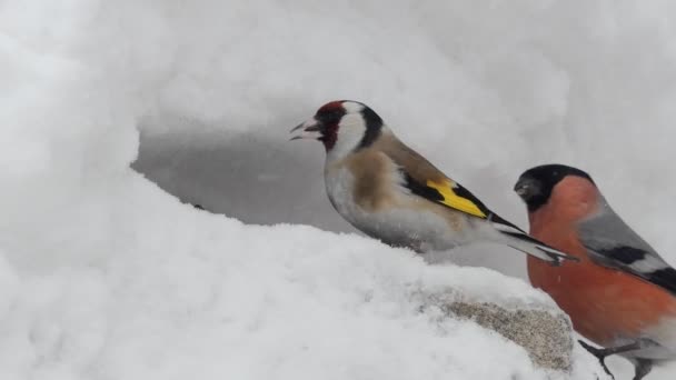 Birds Winter Different Birds Feed Cold Season Driving Each Other — Stock Video