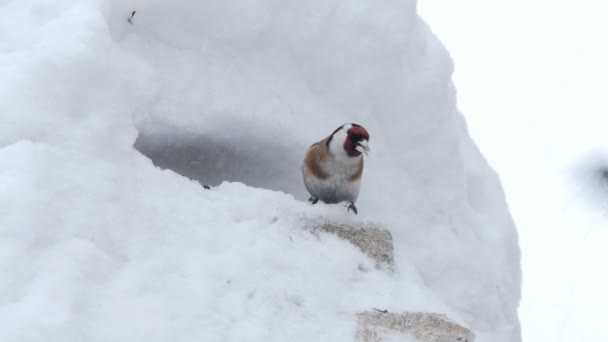 Птицы Зимой Разные Птицы Кормятся Холодное Время Года Отгоняя Друг — стоковое видео