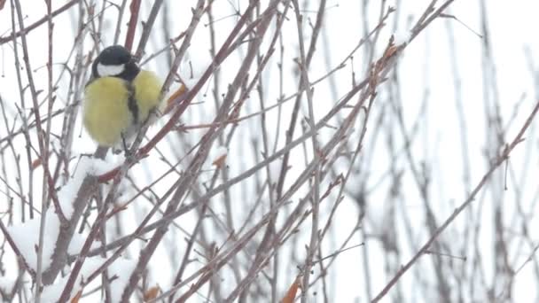 Birds Chickadee Sits Branch Snowfall Close Shooting — Vídeos de Stock