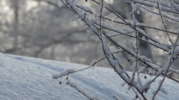 Sezony Zima Gałęzie Krzewu Wiśniowego Pokryte Były Mrozem Śniegiem Mrozu — Wideo stockowe