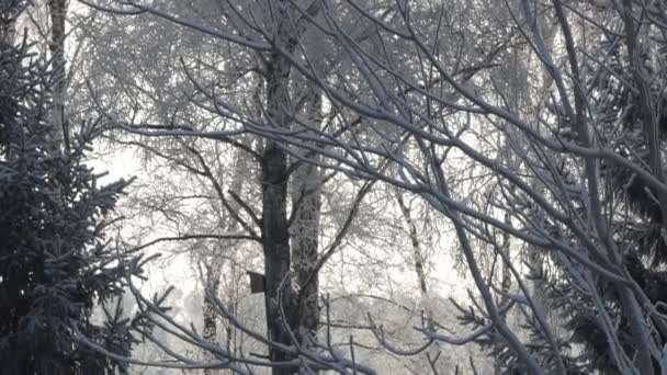 Årstider Ett Fågelhus Ett Träd Vinterskog Bland Frosttäckta Träd — Stockvideo