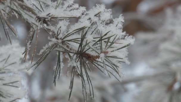 Jahreszeiten Winter Die Äste Der Kiefer Waren Vom Frost Bedeckt — Stockvideo