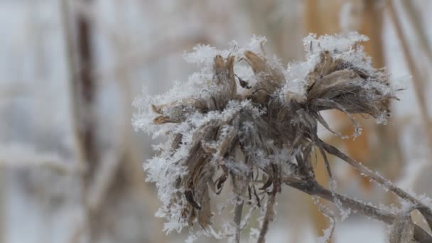 Estações Inverno Uma Flor Seca Congelada Oscila Vento Coberta Com — Vídeo de Stock