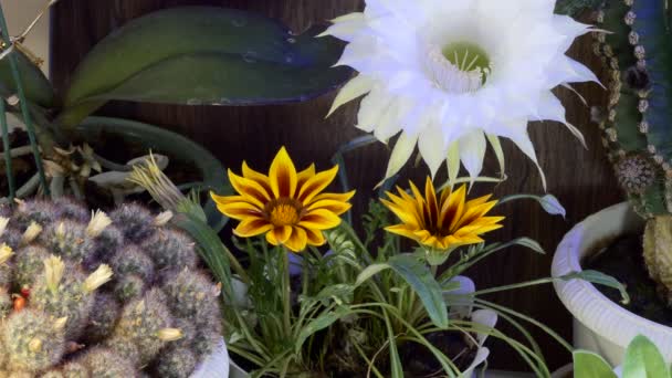 Rośliny Szklarnia Kwitnące Kaktusy Inne Kwiaty Pod Migoczącym Wielobarwnym Oświetleniem — Wideo stockowe