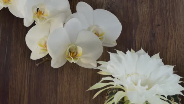 Növények Házi Üvegház Virágzó Kaktuszok Orchideák Csillogó Színes Fényben Közelkép — Stock videók