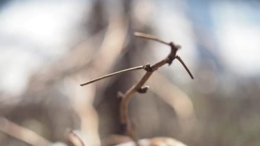 Mevsimler. İlk bahar rüzgarda sallanan bir çalıda tomurcuklanır, Bokeh. Yakın plan..