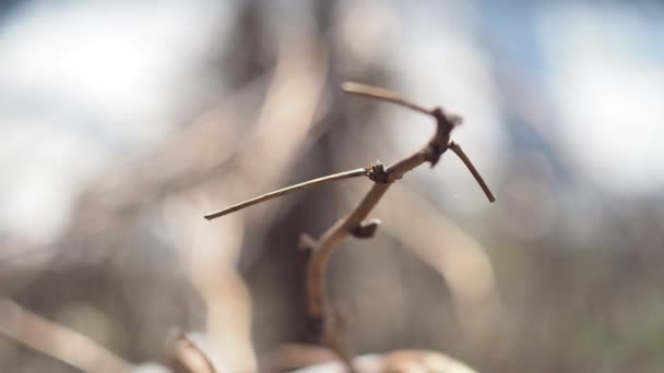 Seasons First Spring Buds Branch Shrub Swaying Wind Bokeh Close — Stock Video