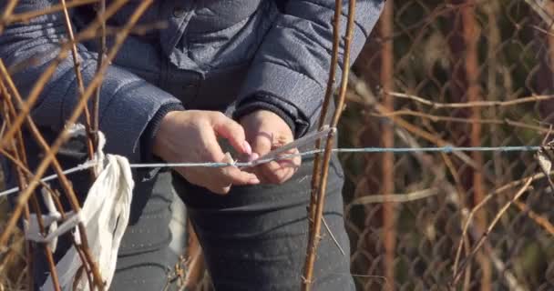 Trabajo Granja Primavera Manos Campesino Atando Tallos Frambuesa Con Paño — Vídeos de Stock