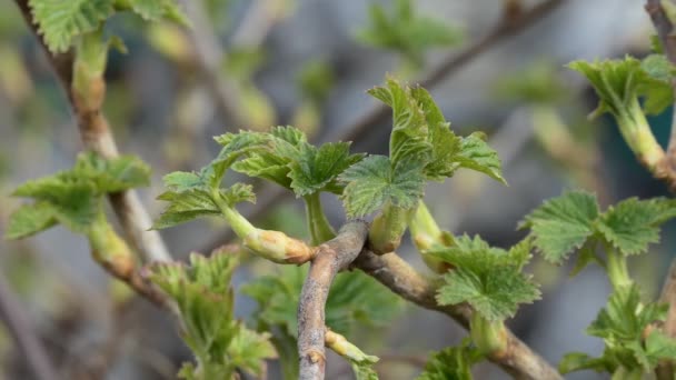 Plantes Vertes Les Jeunes Pousses Cassis Fleurissent Printemps Gros Plan — Video