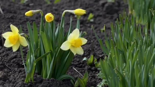 Plants Flowers Young Daffodils Bloom Spring Background Black Earth Close — Stock Video