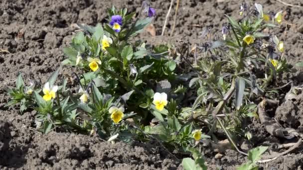 Planten Bloemen Jonge Viooltjes Bloeien Het Voorjaar Tegen Achtergrond Van — Stockvideo