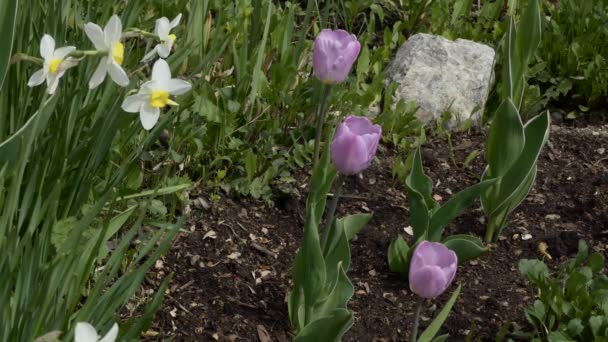 Planten Bloemen Tulpenknoppen Narcissen Zwaaien Wind Close — Stockvideo