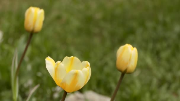 Växter Blommor Tulpanknopparna Svajar Vinden Närbild — Stockvideo