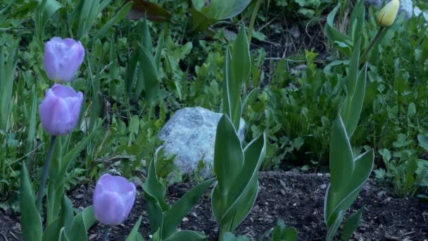 Planten Bloemen Tulpenknoppen Zwaaien Wind Close — Stockvideo