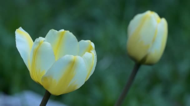 郁金香芽在风中摇曳 后续行动 — 图库视频影像