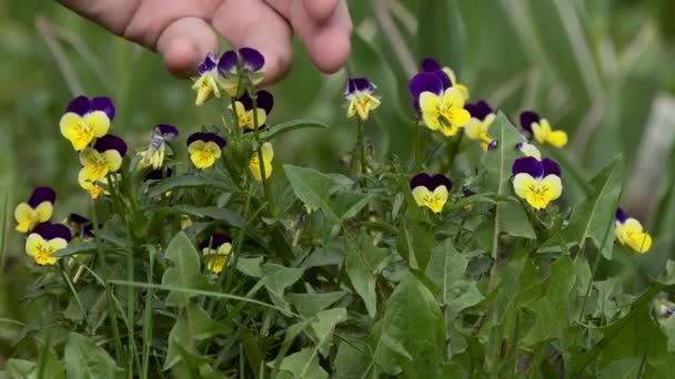 花卉护理 一个人的手触摸着花园里生长的紫罗兰 — 图库视频影像