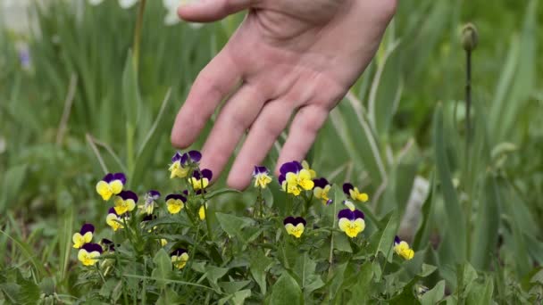 Pflanzen Blumenpflege Die Hand Eines Mannes Berührt Die Garten Wachsenden — Stockvideo