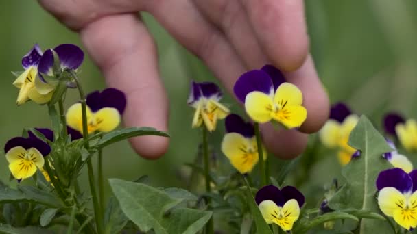 花卉护理 一个人的手触摸着花园里生长的紫罗兰 — 图库视频影像
