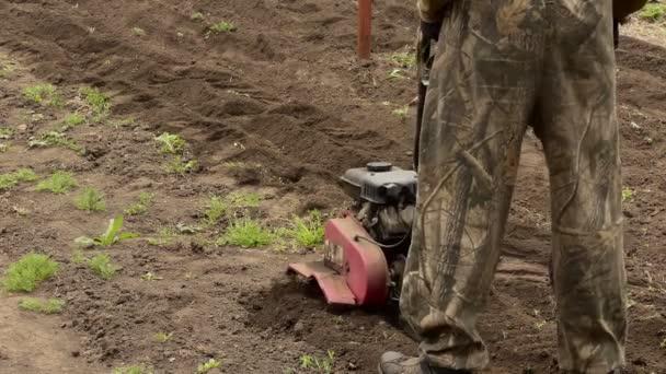 モーター栽培者 農家は小さな農業用トラクターで小さな土壌を栽培しています — ストック動画