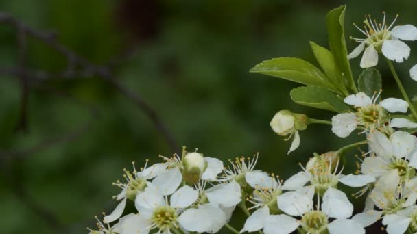 Plants Seasons Branch Cherry Blossom Sways Wind Close — Stock Video