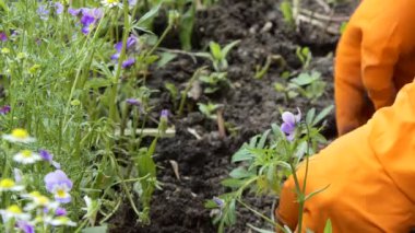 Bitki yetiştiriyorum. Topraktaki bir çiçek tarlasına çiçek tohumu eken bir kadının elleri. Yakın plan..