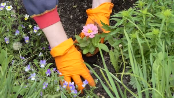 种植植物 在土壤的花坛上种花苗的女人的手 后续行动 — 图库视频影像
