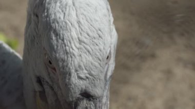 Kuşlar. Kafasını çeviren bir pelikanın gözleri. Novosibirsk Hayvanat Bahçesi.