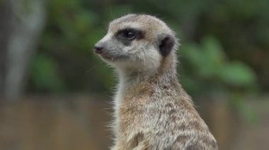 Hayvanlar. Akrabalarını koruyan ürkek bir mirketin başı. Yakın plan. Novosibirsk Hayvanat Bahçesi.