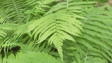 Bitkiler. Kamera Sibirya ormanlarında eğrelti otunun dalları boyunca hareket eder. Yakın plan..