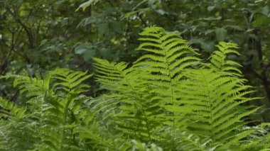 Bitkiler. Ormanda eğreltiotu dalları rüzgarda sallanır, yakın plan.