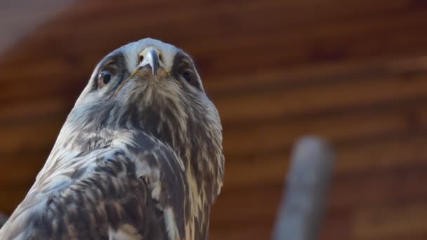 Vögel Nördlicher Habicht Kopf Aus Nächster Nähe Zoo Nowosibirsk — Stockvideo