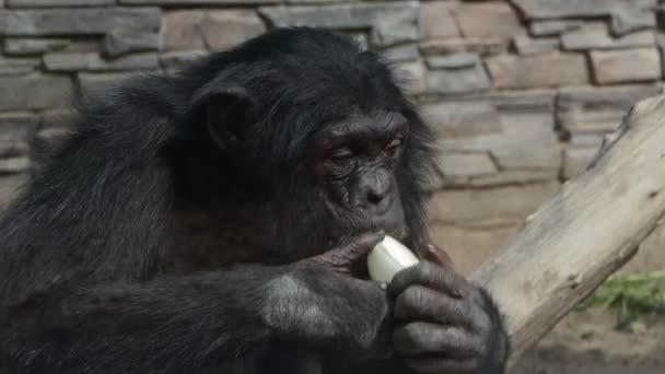 肖像画 チンパンジーはタマネギを食べる ガラス越しに撃つ ノヴォシビルスク動物園 — ストック動画