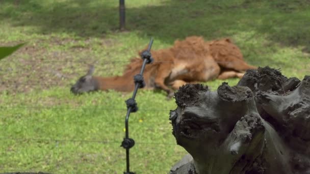 動物だ ラマはワイヤーフェンスの後ろの草の上に寝そべっている 集中できない ノヴォシビルスク動物園 — ストック動画