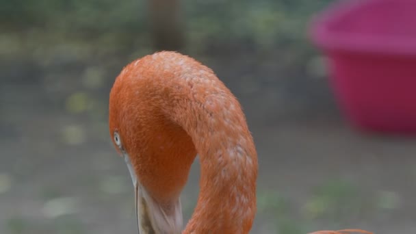 フラミンゴの頭はさまざまな方向をクローズアップしている ノヴォシビルスク動物園 — ストック動画