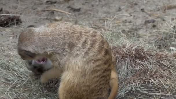 Animales Meerkats Dos Suricatas Juegan Muerden Fácilmente Novosibirsk Zoológico Primer — Vídeos de Stock