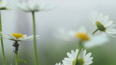 Bitkiler, çiçekler. Koyu yeşil arka planda rüzgarda sallanan papatyalar. Yakın plan..