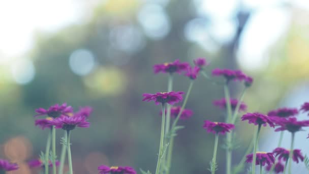 Plantes Fleurs Marguerites Balançant Dans Vent Sur Fond Vert Foncé — Video