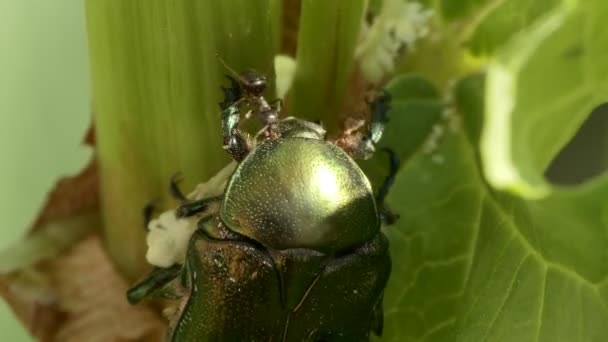 Macro Insectes Fourmi Essaie Chasser Dendroctone Bronze Doré Lieu Alimentation — Video