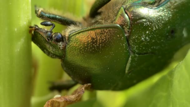 Macro Insects Golden Bronze Beetle Cetonia Aurata Eats Sweet Juice — Stock Video