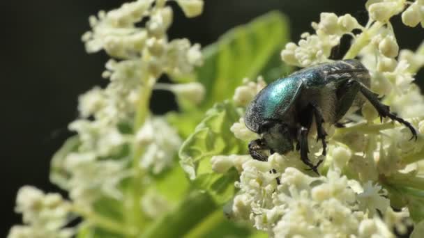 Macro Insects Golden Bronze Beetle Cetonia Aurata Feeds Nectar Pollen — Stock Video