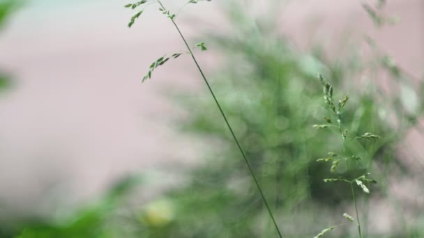 Rostliny Zázemí Uši Trávy Houpají Větru Louce Bokeh Detailní Záběr — Stock video