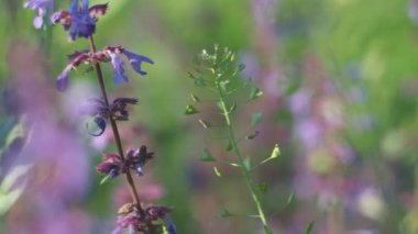 Medicinal plants (lady's purs). The shepherd's bag sways in the wind in the meadow. Close-up.