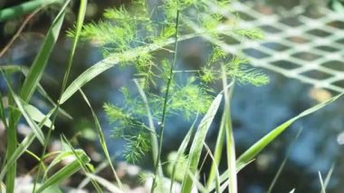 Bitkiler. Suyun yansıyan parıltısının arka planında çeşitli bitkiler var. Sibirya 'da. Yakın plan..