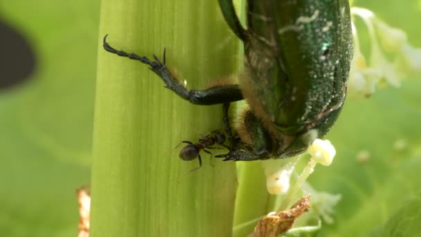 蚂蚁正试图把金黄色青铜甲虫从大黄茎上的喂食处赶走 西伯利亚 — 图库视频影像