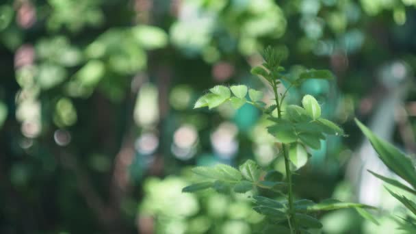 植物だ 木々の間に太陽のまぶしさの背景を背景に バラの茂みの若い葉が揺れる — ストック動画
