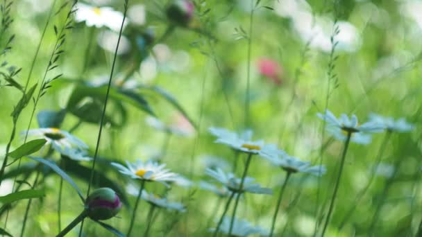 Φυτά Λουλούδια Μαργαρίτες Ταλαντεύονται Στον Άνεμο Ένα Σκούρο Πράσινο Φόντο — Αρχείο Βίντεο