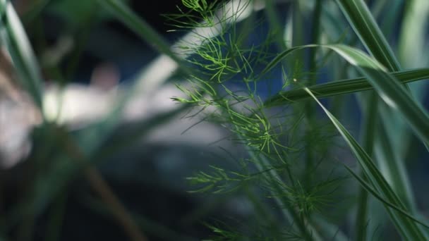 Planten Een Verscheidenheid Aan Planten Tegen Achtergrond Van Gereflecteerde Schittering — Stockvideo